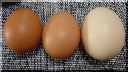左から卵かけご飯、目玉焼き専用...