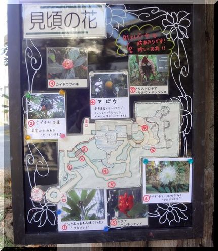 黒バナナの花！―家族旅行201...