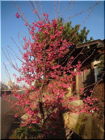 緋寒桜　　　W408