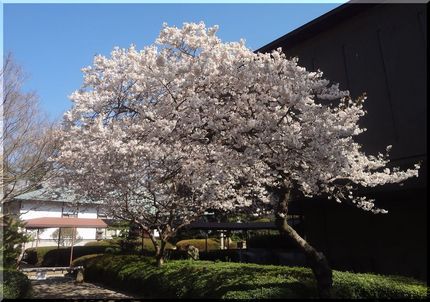 善通寺「涅槃桜」