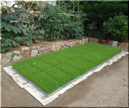 今年はなんだか田植えが遅いかな...