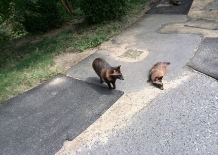今日もタヌキたちのお出迎え