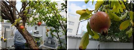 家族そろってお墓まいりでした。...