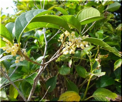 植木鉢に植えていた銀木犀 今年...