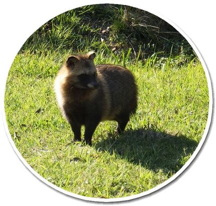 志度CCのタヌキちゃん、丸々ふ...