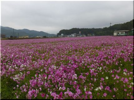 さぬき市鴨部地区のコスモス祭 ...