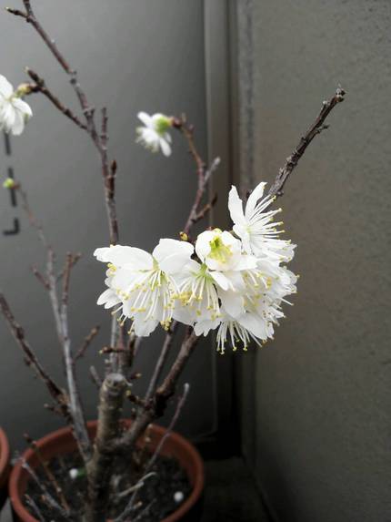 数日前、my daughter...