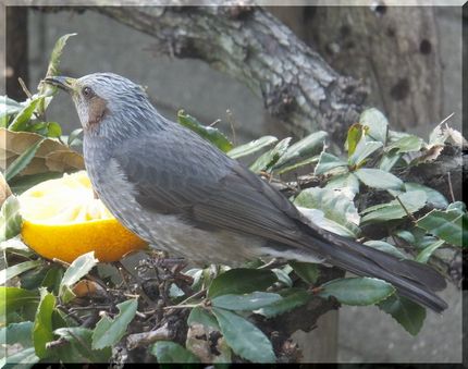 ヒヨドリです。 ババショフがメ...