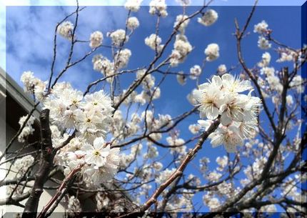 一番桜「支那の実桜」