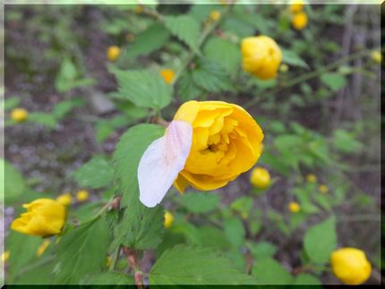 八重山吹の上にも花弁が。