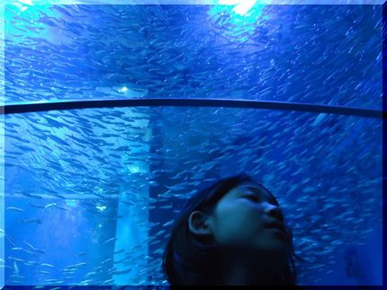 水族館 イワシ！...