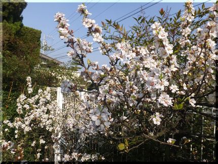 3/26は蕾かたしだったけど...