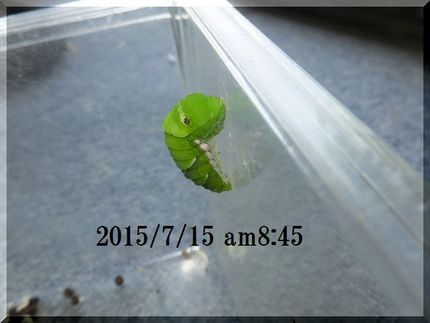 ゴルフ遠征中に我が家の木の芽を...
