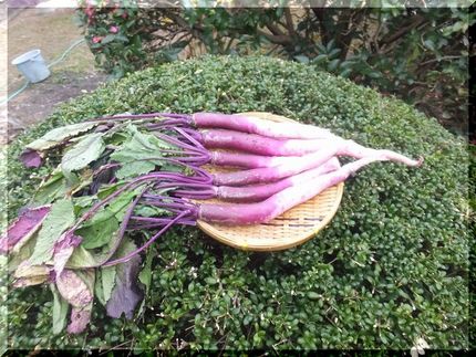 産直に、お得な日野菜を売ってい...