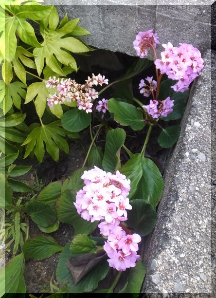 3/8のwalkingでみたヒ...