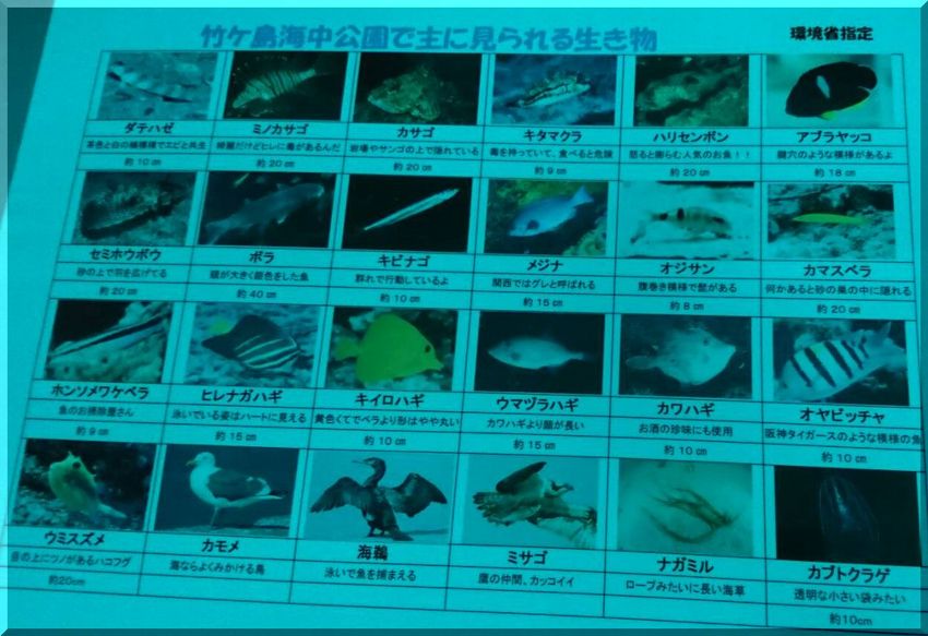 こんなにいっぱい見られるそうで...