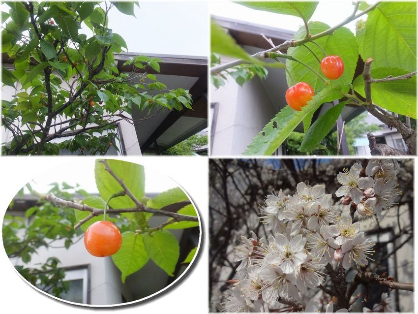 いつも見損ねる支那の実桜のサク...