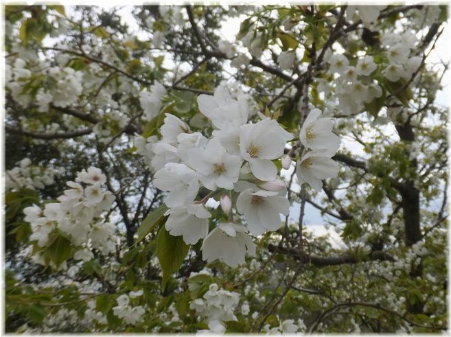 志度CCの大島桜もサクランボが...