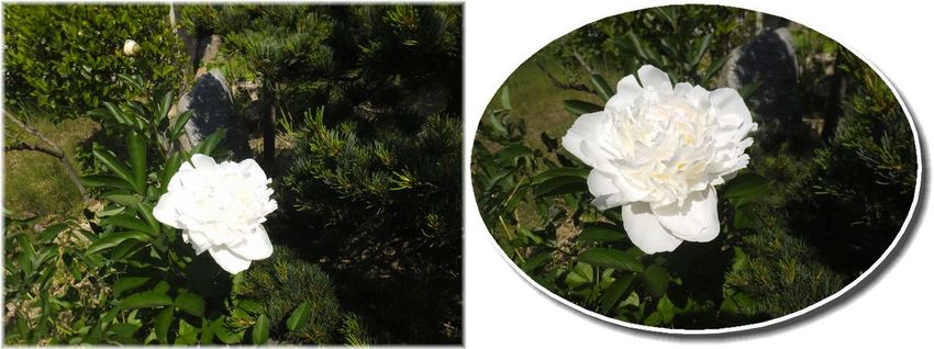 芍薬 赤は消えてしまって… 白...
