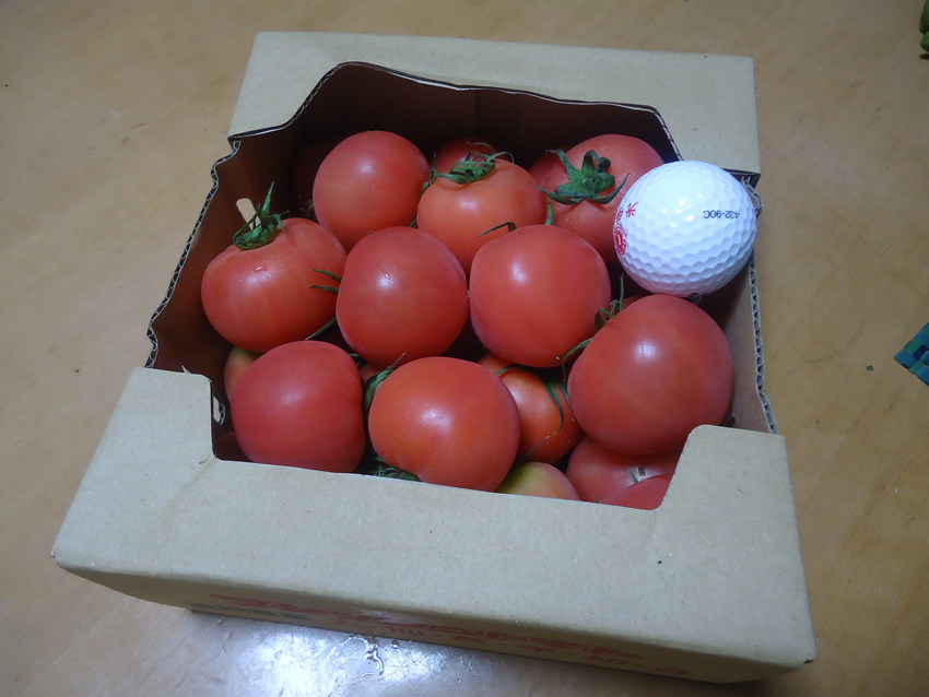 コンペの日、ゴルフ場でトマトを...