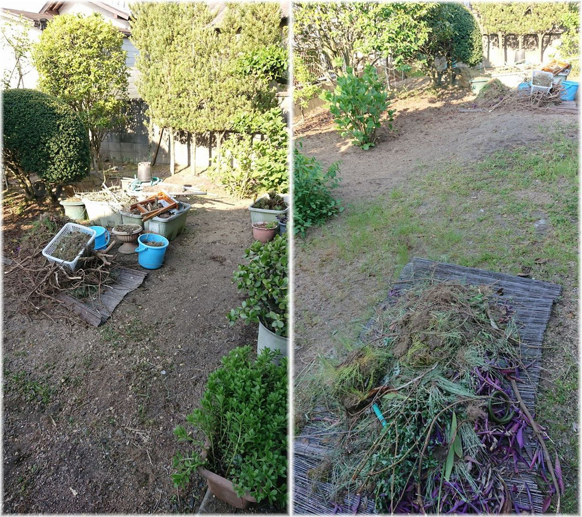 どこからか飛んできたか、鳥が運...