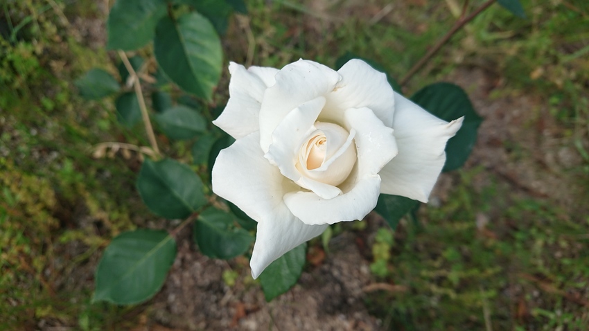 白バラ、咲きました CMで、7...