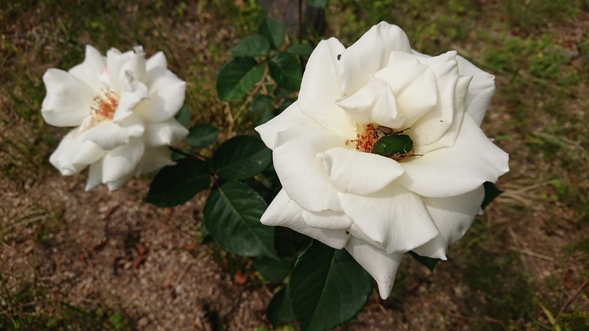7分咲きの白バラ、満開！ 10...