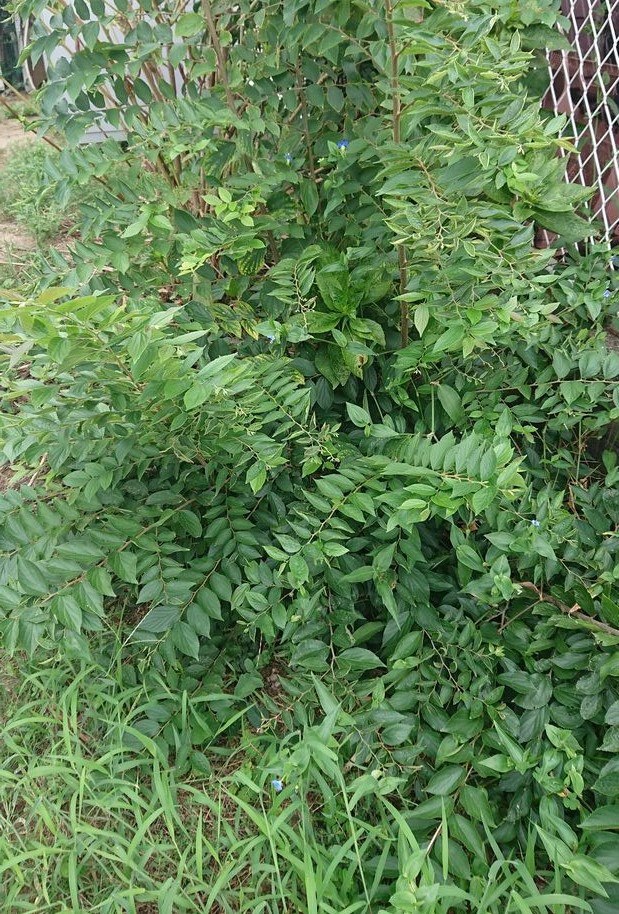 露草、わかりますか？ 下にもあ...