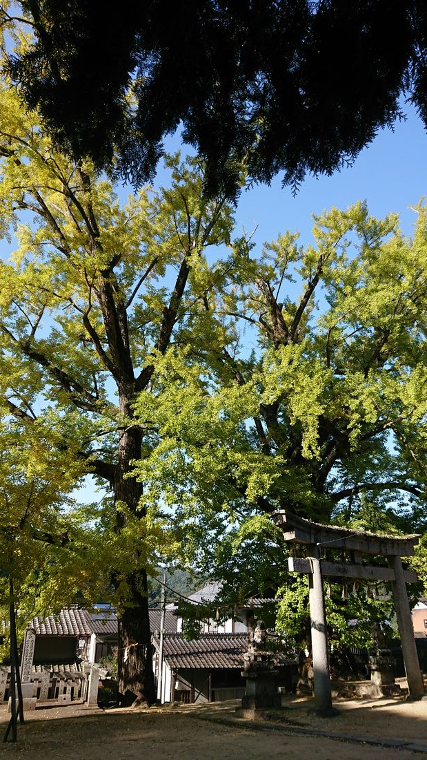 大窪寺のイチョウの黄葉が見事だ...
