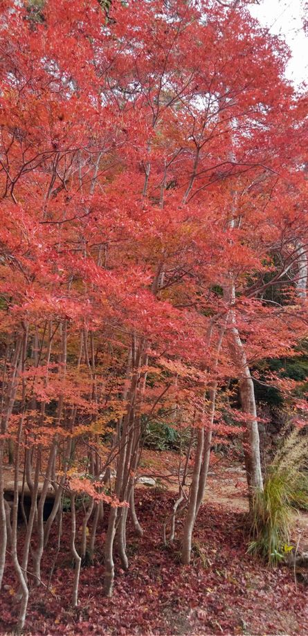 「昨晩は有馬温泉に一泊、温泉と...