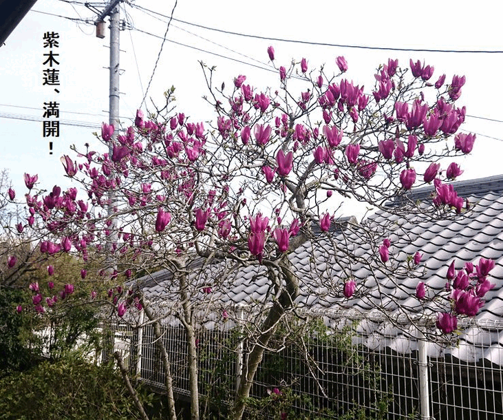 紫木蓮、花桃、ライラックはもう...