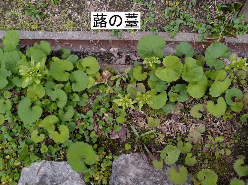 お彼岸のお墓参りの時、墓地には...