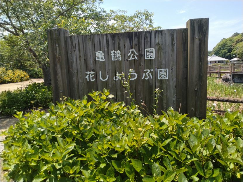 翌日と来週末から「花菖蒲まつり...