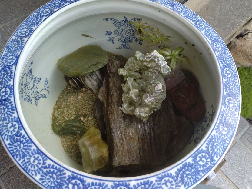 大きくなっためだかを貰いました...