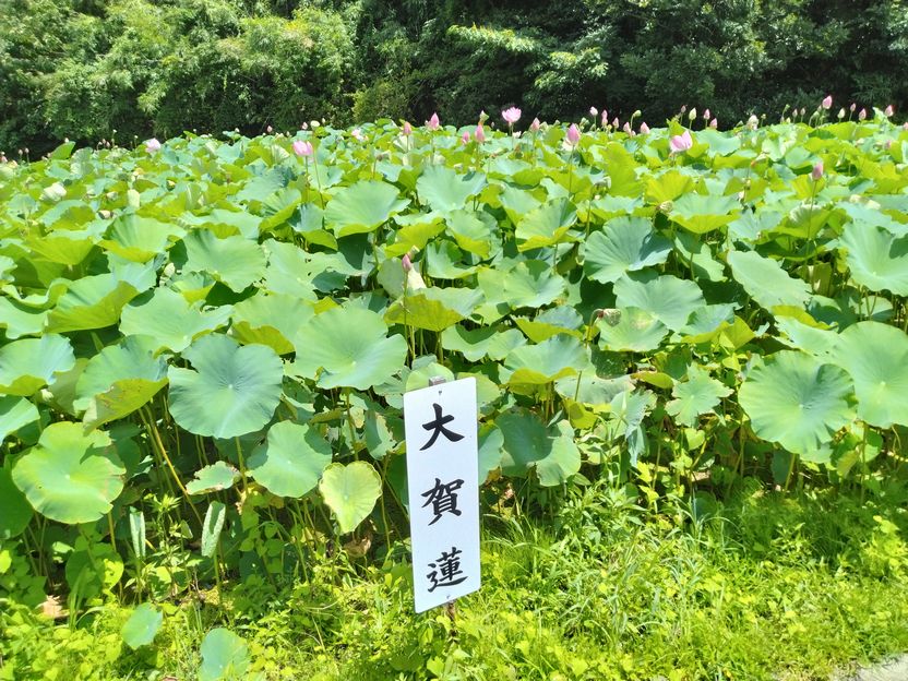 鳴門海峡の島田島へ、古代蓮を見...