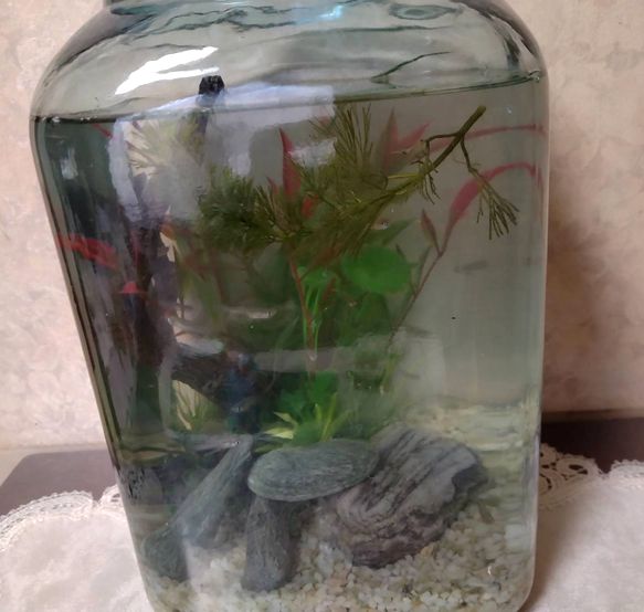 水草や流木。砂を買い足しました...