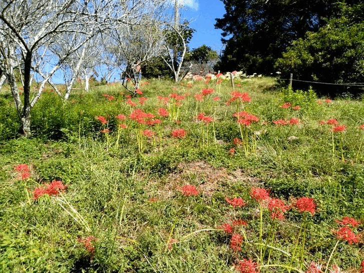 みろく自然公園 爽やかに晴れ上...