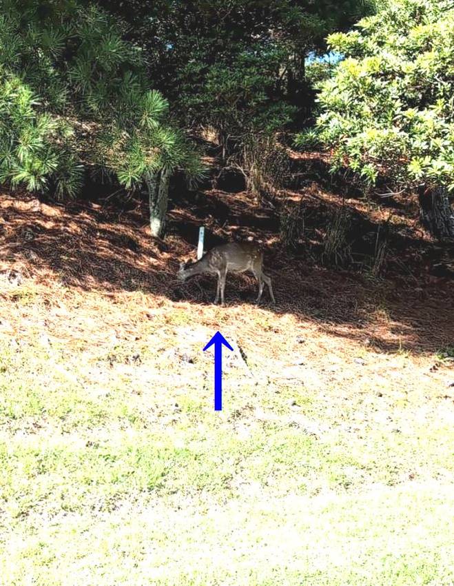 ⛳遠征2日目のタカガワ東徳島G...