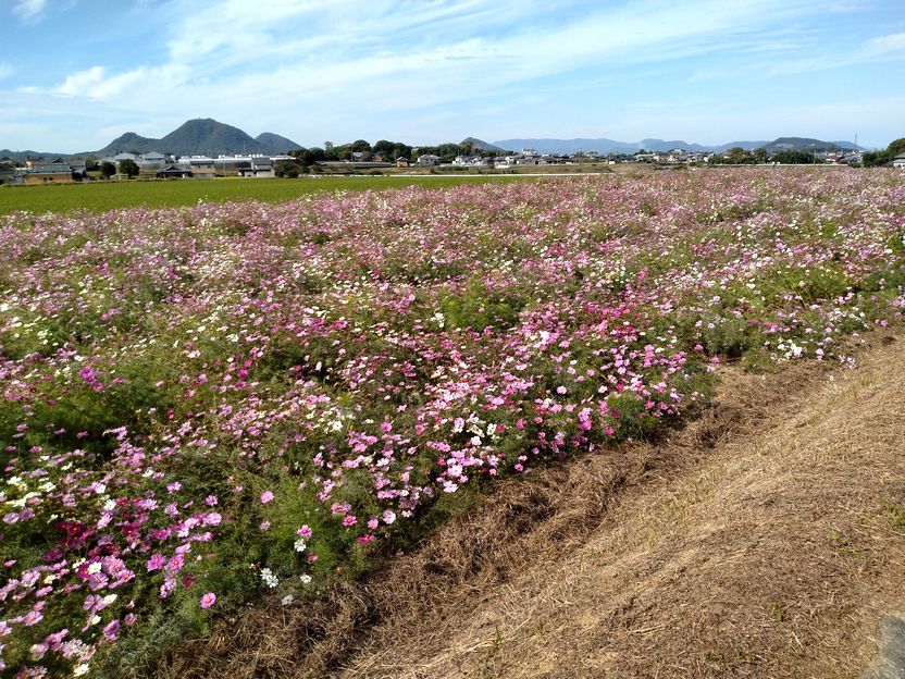 もうちょっと遅いかな？