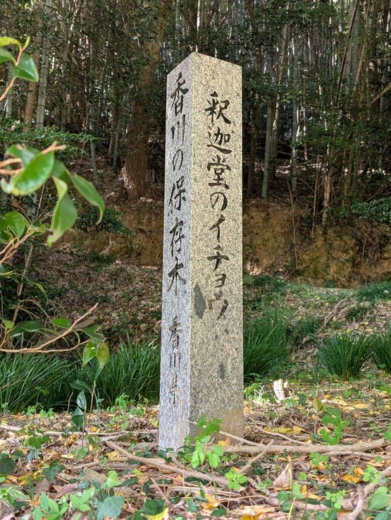 黄葉が見ごろかなと思って行った...