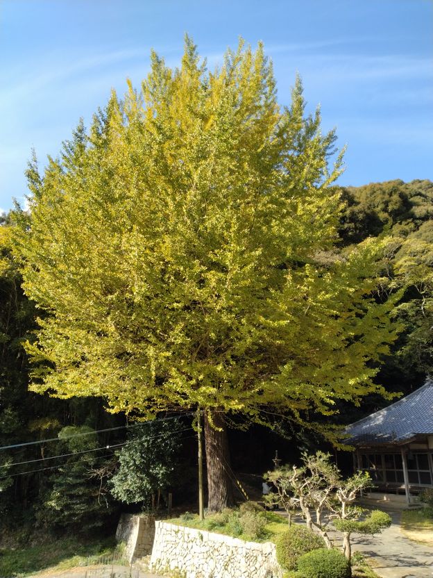 まだ少し黄葉には早かった！