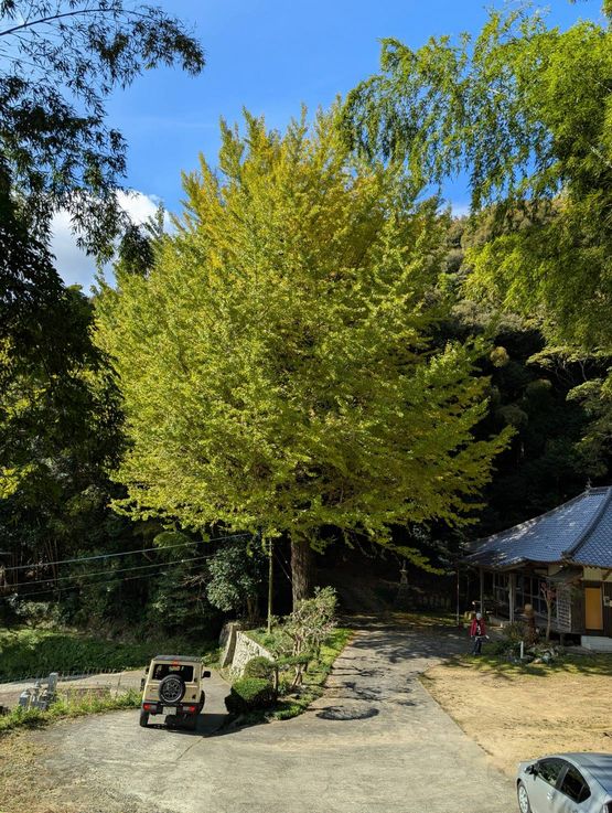 本来なら、木の下は黄色い絨毯な...