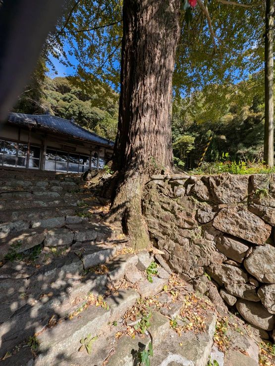 高さに比べたら幹は細い？