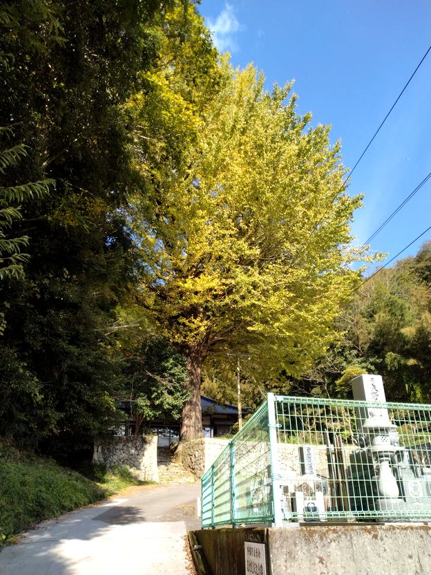 真っすぐ、天に向かって…(^_...