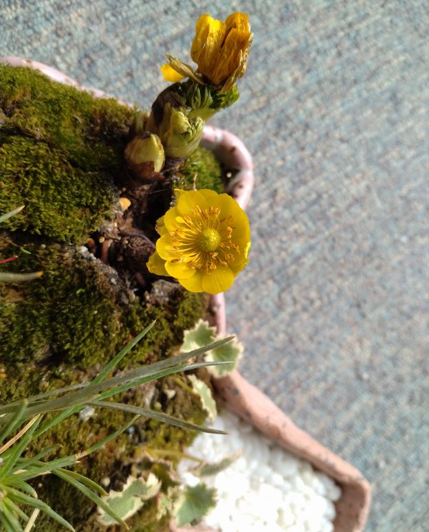 綺麗に咲きました　 残りの蕾も...