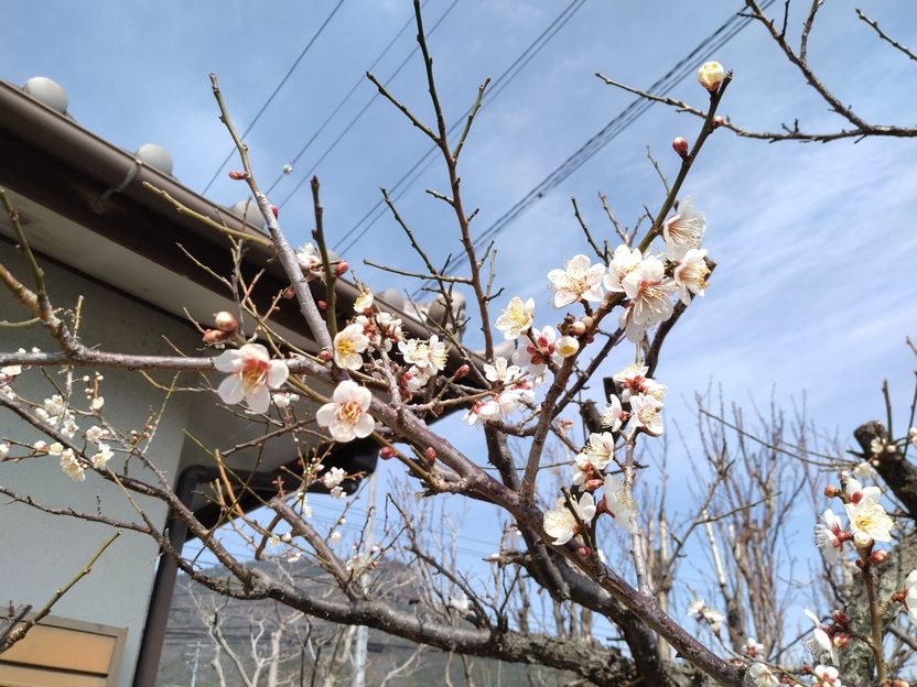 老体に鞭打って…花を咲かせてる