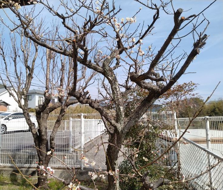去年に比べたら、たくさん咲いて...