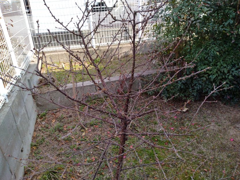 ゆすら梅、去年は枯れたのかと思...