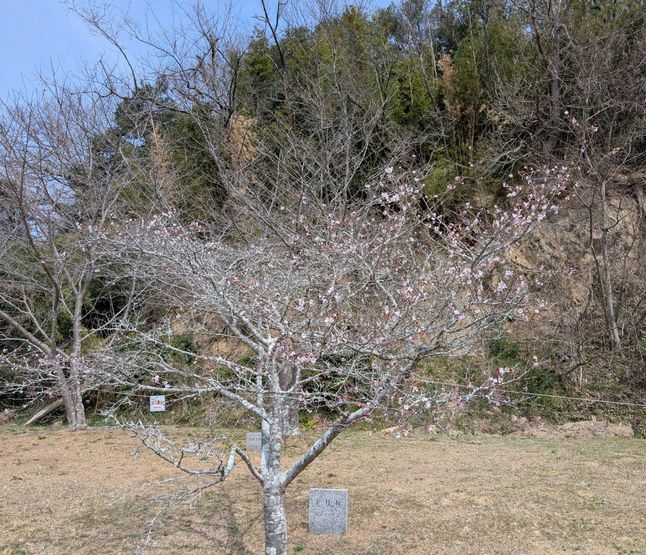 よく行く公園の近くのPに
