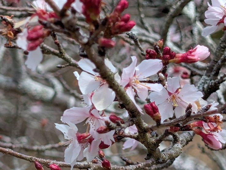 花びらがソメイヨシノほど丸くな...